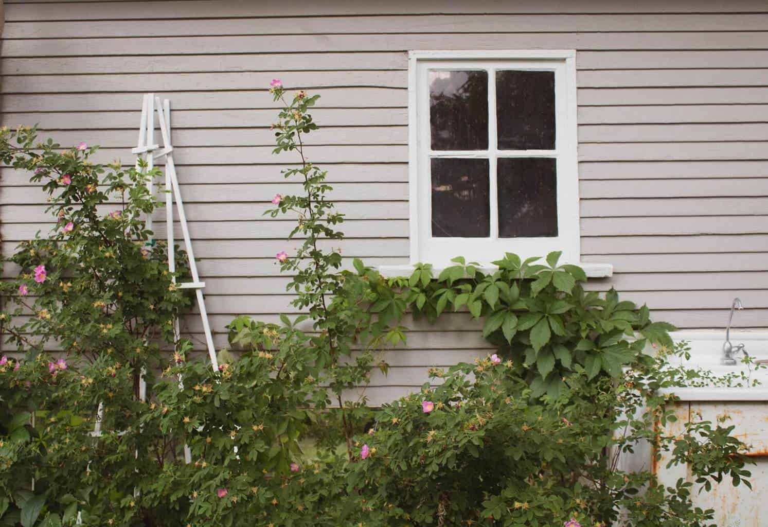 Rosas trepando por un enrejado apoyado contra una casa con revestimiento gris claro.  Las plantas están creciendo en la pared cerca de una ventana.