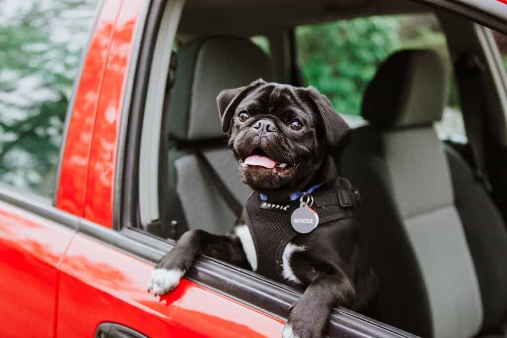 Un pug negro mirando por la ventana abierta de un coche rojo.