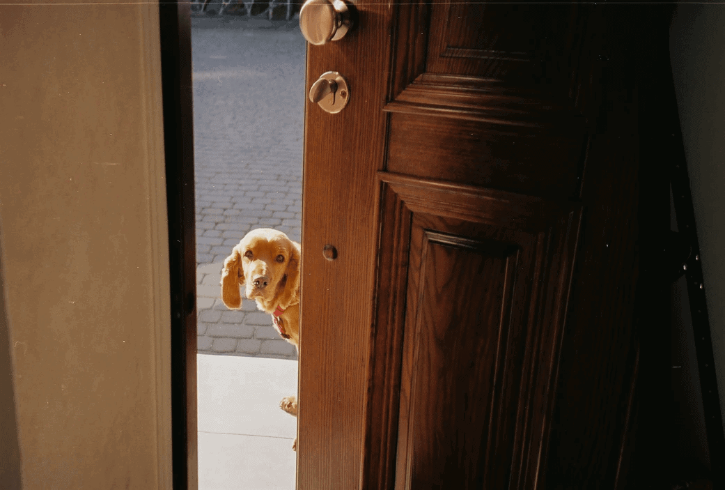 Una puerta abierta con un perro asomándose por la puerta.