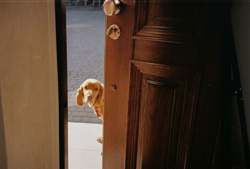 puerta de mascota humana