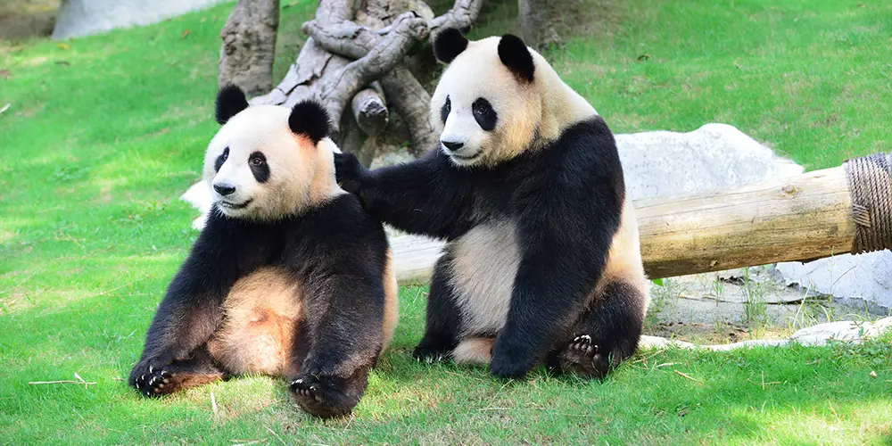 panda-zoológico